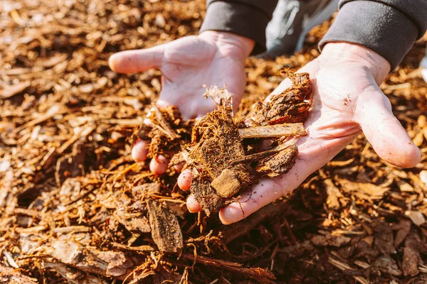 Man Holding Pile Wood Chip Mulch Recycled Shredded Tree Bark — Stock Photo, Image