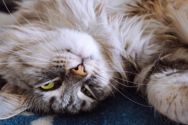 Yeşil daracık gözlü komik gri tüylü kedi topun içinde kıvrılıp yatıyor. Büyük safkan kedinin üst görüntüsü, aralık yırtıcı gözleriyle, kameraya tuhaf bakıyor.