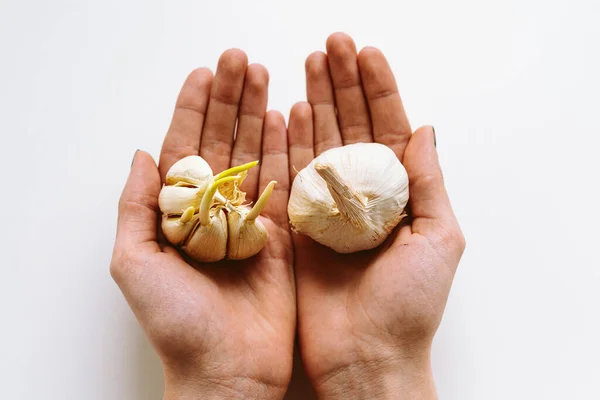 In palms of hands lie head of garlic with sprouts and without sprouts