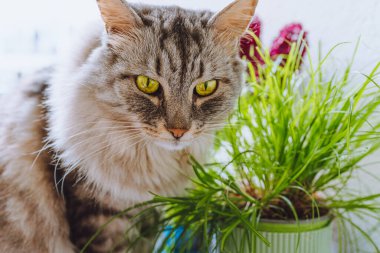 Yeşil gözlü evcil tüylü kedi kedi kedi otlu saksının yanında oturur. Kediler için doğal vitamin takviyesi