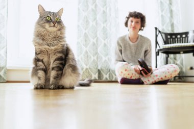 Gri tüylü tekir kedi pencere kenarında parke zeminde oturur, genç kız arka planda oturur.