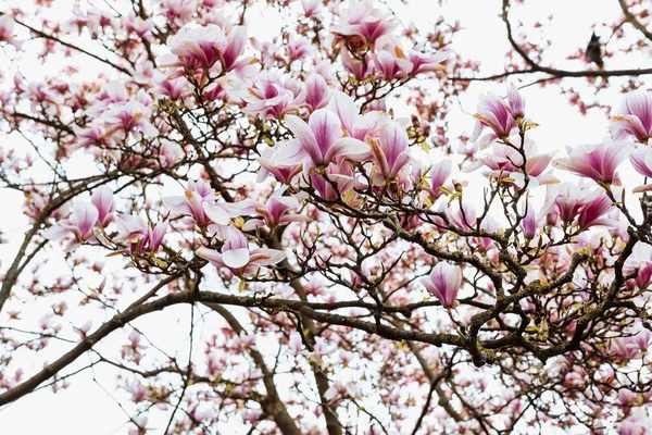 Blühende Magnolie Vor Verschwommenem Himmel Rosa Natürlichen Hintergrund Blühenden Garten — Stockfoto