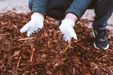 Gardener's hands in gardening gloves hold recycled tree bark, natural brown color mulch for trees and beds. Recycling and sustainability clipart