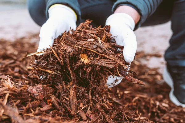 Gardener\'s hands in gardening gloves hold recycled tree bark, natural brown color mulch for trees and beds. Recycling and sustainability