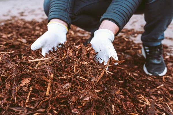 Gardener\'s hands in gardening gloves hold recycled tree bark, natural brown color mulch for trees and beds. Recycling and sustainability