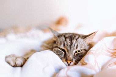 Yatakta uyuyan tekir kedi, battaniyeye sarılı, insan siluetinin bulanık arka planına karşı