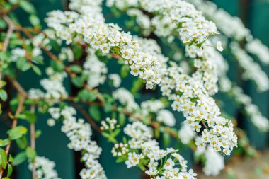 Bulanık yeşil yapraklı beyaz çiçeklerin parlak çiçek arkaplanı