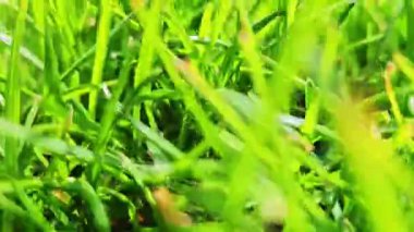 Çim biçme makinesinde hızla hareket ediyor taze kesilmiş yeşil çimlerin üzerinde hareket ediyor, çimenlerin yapraklarına dokunuyor. Çimenler hareket ediyor, çimenler hareket ediyor. Yüksek kalite 4k görüntü