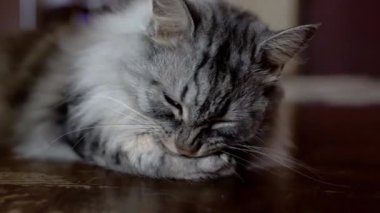 Gri tüylü, tüylü, pençesini yalayan gri tüylü kedi. Dilini yalayan ev kedisi Maine Rakun yıkıyor, patisini yıkıyor, yerde yatıyor. Yüksek kalite 4k görüntü