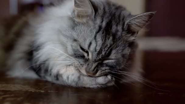 Abu Abu Flclose Kucing Berbulu Abu Abu Menjilati Kakinya Dengan — Stok Video