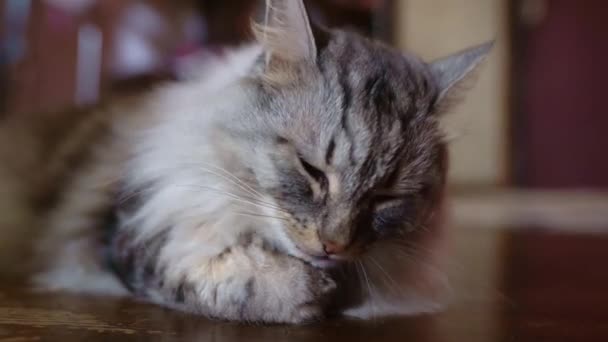 灰色の綿毛の国内猫メインコーン洗浄で足をなめるクローズアップ灰色のふわふわの猫は 床に横たわって 彼の足を洗います 高品質4K映像 — ストック動画