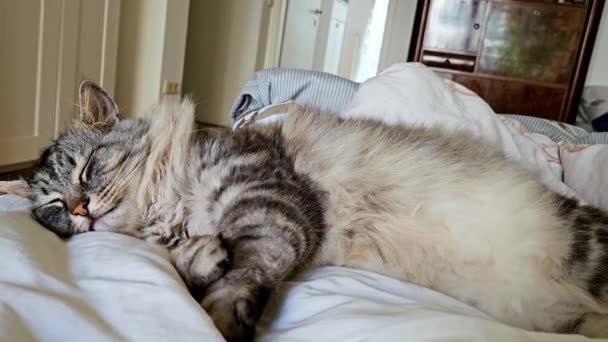 ふわふわの大きなふわふわの灰色のメインコーン猫は 所有者のベッドの上で 日光の近くで寝て 毛布の上で寝ている猫の目を覚ます 高品質4K映像 — ストック動画