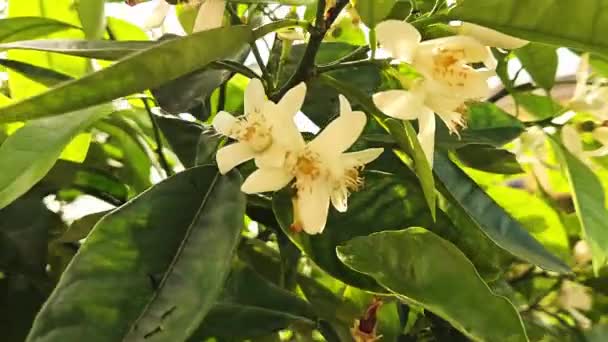 Gałęzie Kołyszące Się Wietrze Gromadami Kwiatów Drzewie Cytrusowym Egzotyczny Ogród — Wideo stockowe