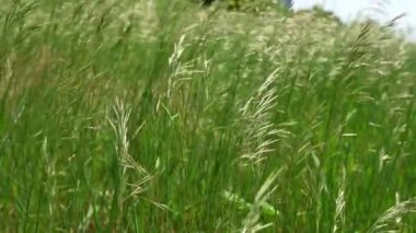 Tohumları rüzgarda sallanan çimenler, ağır çekim, güneş ışığı, doğa, kırsal alan