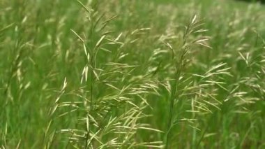 Tohumları rüzgarda sallanan çimenler, ağır çekim, güneş ışığı, doğa, kırsal alan