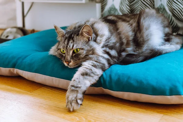 Grå Stor Fullblod Maine Coon Katt Med Gröna Ögon Ligger — Stockfoto