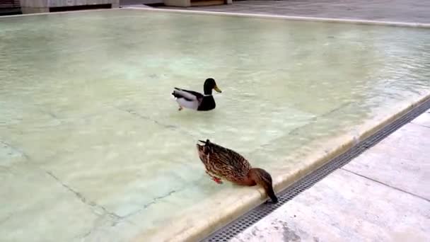 2羽のアヒルが澄んだ水の中市内の噴水で泳いでいます人間と都市を恐れていない野生の鳥 — ストック動画