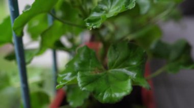 Pelargonium 'un parlak yeşil yaprakları yağmurdan ıslanmış. Ağır çekim, pelargonyum yapraklarına damlayan yağmur damlaları balkonda ya da terasta saksıda.
