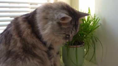 İç kabarık tüylü gri kedi pencere perdelerinin yanında güneşli güneşlerde çiçek saksısında büyüyen kedi otlarını yer. Hayvan Vitaminleri, Sağlık, Sindirim, Evcil Ev Hayatı