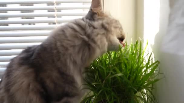 Domestic Fluffy Gray Cat Sits Windowsill Window Blinds Rays Sun — Stock Video