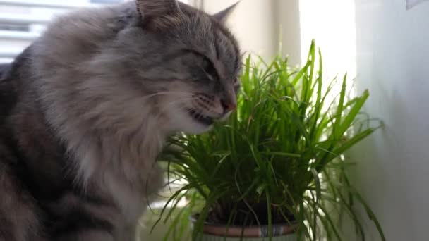 Domowych Puszysty Szary Kot Siedzi Parapecie Pobliżu Okna Żaluzjami Promieniach — Wideo stockowe