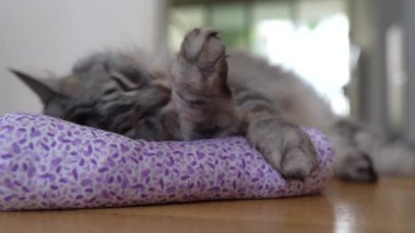 Pofuduk gri kedi, içi kurutulmuş kedilerle dolu, parke zeminde yuvarlanan, heyecan verici reseptörlerden hoşlanan, bitkisel zehirlenme kaplanlarıyla oynar.