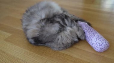 Pofuduk gri kedi, içi kurutulmuş kedilerle dolu, parke zeminde yuvarlanan, heyecan verici reseptörlerden hoşlanan, bitkisel zehirlenme kaplanlarıyla oynar.