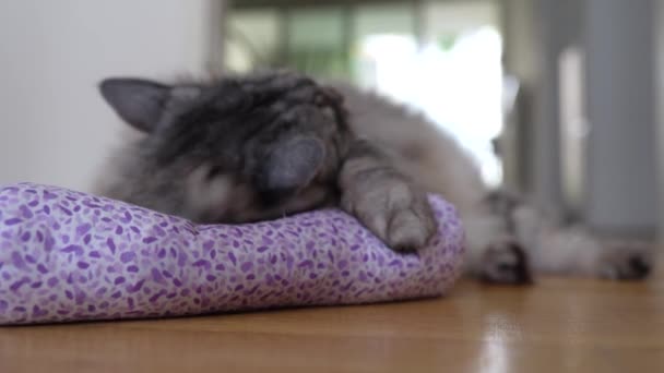 Fluffy Szary Kot Bawi Się Tkaniny Rolki Wypełnione Suszone Valerian — Wideo stockowe