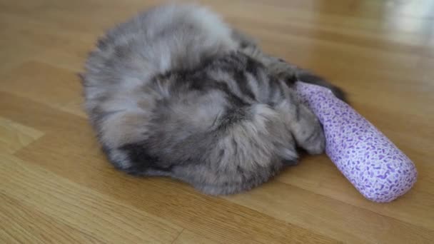 ふわふわの灰色の猫は 乾燥したバレリアンで満たされたファブリックローラーで再生されます 寄木細工の床にロール 楽しんでいます 励起受容体 ハーブ中毒ペットトラ — ストック動画