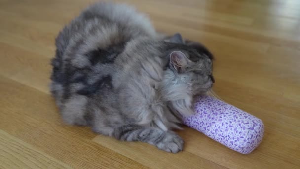 毛绒绒灰猫玩毛绒绒滚筒 里面塞满了干燥剂 在地板上打滚 刺激感受器 草本中毒的宠物老虎 — 图库视频影像
