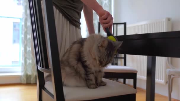 Ägare Husdjur Fullblod Katt Kammar Ull Gör Det Trevligt För — Stockvideo