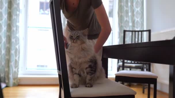 주인의 고양이 빗털은 집고양이에게는 집에서도 즐겁게 고양이는 의자에 헐떡거리고 있습니다 — 비디오