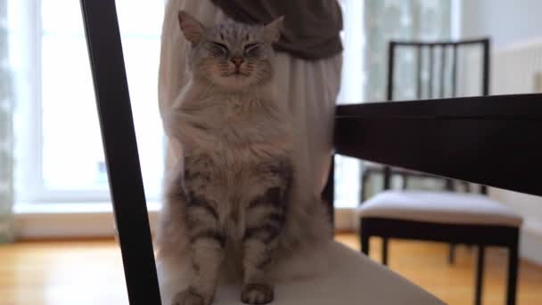飼い主のペット サラブレッドの猫 櫛のウールは 家庭では ふわふわの国内猫のためにそれが快適になります 猫はリビングで椅子に座って目を閉じて ふわふわ猫ホームグルーミング — ストック動画