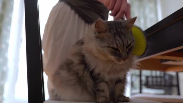 Właściciel Pet Rasowy Kot Grzebie Wełnę Sprawia Przyjemne Dla Puszystych — Wideo stockowe