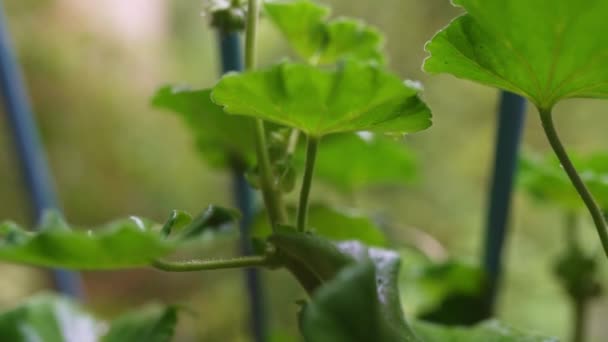 バルコニーで成長しているゼラニウムの葉に滴下します スローモーション ナチュラルグリーンカラー 春の雨の季節 — ストック動画