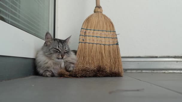 Leniwy Duży Kot Leży Płytki Podłogowe Balkon Lub Taras Gryzie — Wideo stockowe