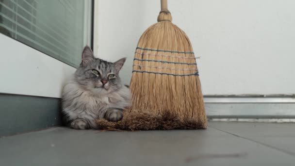 Líná Velká Kočka Leží Dlážděném Balkóně Nebo Terase Hlodá Košťata — Stock video