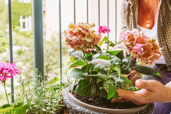 hands gardener woman touch foliage hydrangea growing in flowerpot, on an open balcony or terrace. caring for houseplants in summer on balcony