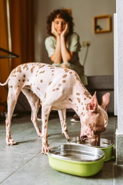 Evcil köpek, Amerikan tüysüz teriyeri kaseden kuru yiyecekler yiyor, genç kız, sevgili evcil hayvanıyla vakit geçiriyor.