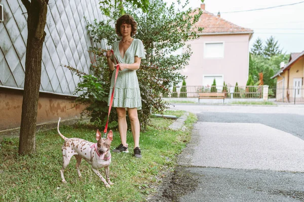 stock image Attractive teenager girl with brown curly hair walks pet, dog rare breed american hairless terrier, summer season, european town. concept caring and caring for pet, friendship with pets