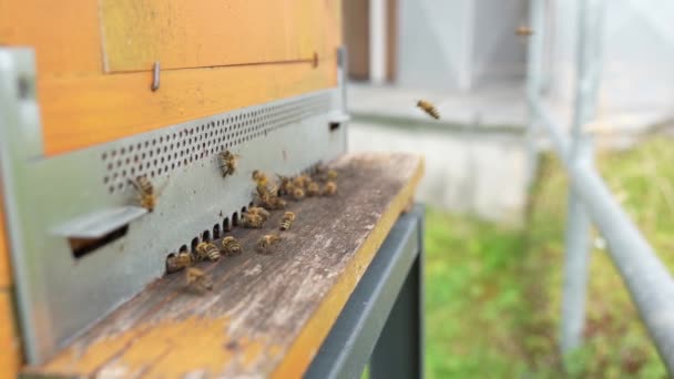 Slow Motion Van Bijen Die Uit Bijenkorf Vliegen — Stockvideo