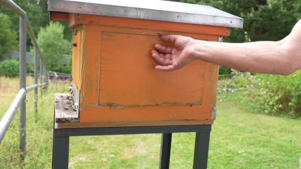 人工养蜂人打开蜂箱的侧壁 用玻璃窗看到工作的蜜蜂在筑巢 — 图库视频影像