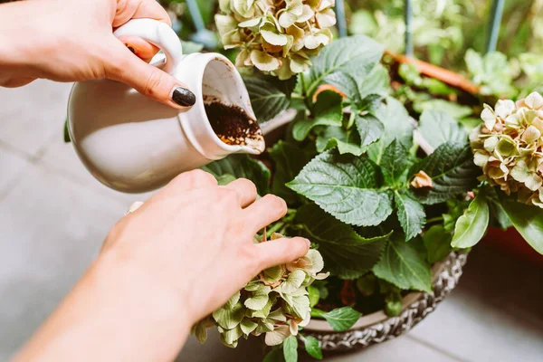 stock image Ground coffee, coffee residue, coffee grounds, thrown under hydrangea bush, in flower pot, is natural fertilizer, Hobby gardening