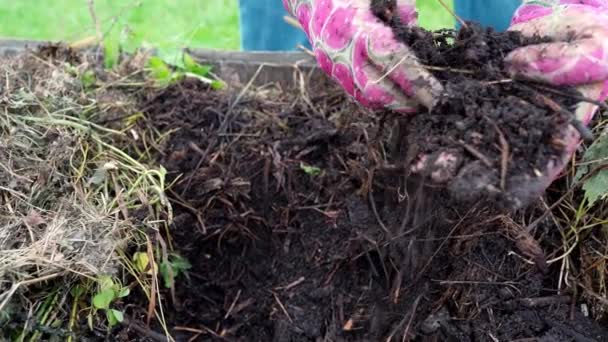 Tuiniers Handen Tuinieren Handschoenen Zijn Het Sorteren Van Vruchtbare Grond — Stockvideo