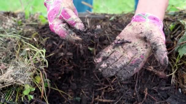 Gärtnerhände Mit Gartenhandschuhen Sortieren Fruchtbaren Boden Humus Der Nach Der — Stockvideo