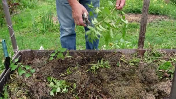 Jardineiros Mãos Luvas Jardinagem Estão Cortando Planta Ramo Cortado Com — Vídeo de Stock