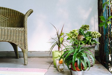 Balkonunda tropikal bitkiler ve rahat hasır sandalyeli bir sera..