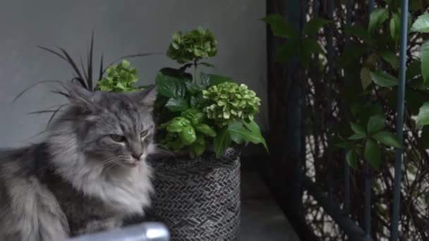 国内のふわふわの灰色の猫はバルコニーで 植物が付いている花の斑点の間 太陽の下で歩きます — ストック動画