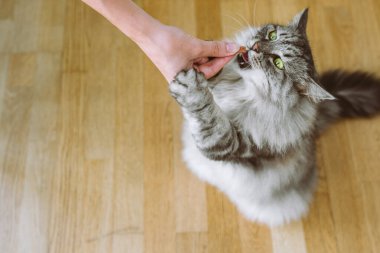 Büyük evcil kedi, gri çizgili, tüylü, sahibine yapışmış kedi maması veriyor, teşvik ediyor. Yukarıdan görüntüle