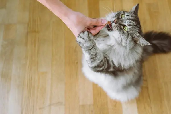 Velká Domácí Kočka Šedě Pruhovaná Načechraná Lpěla Ruce Majitele Dávala — Stock fotografie